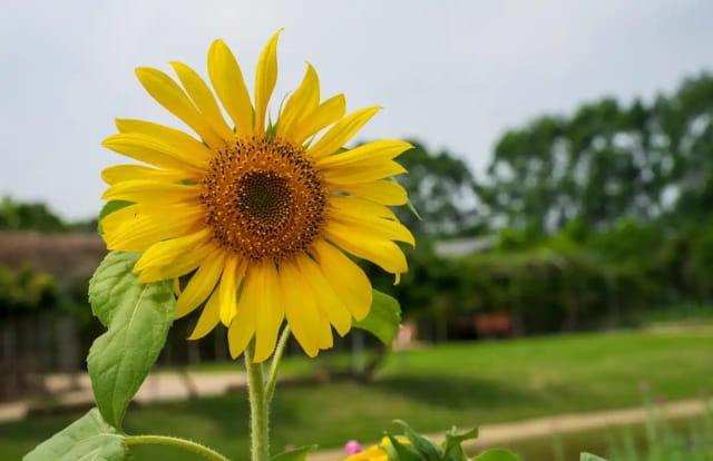向日葵什么季节开花