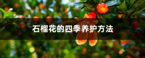 石榴花的四季养护方法