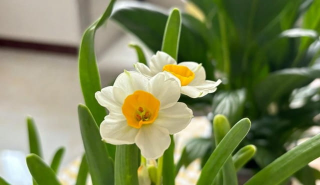 水仙花花语