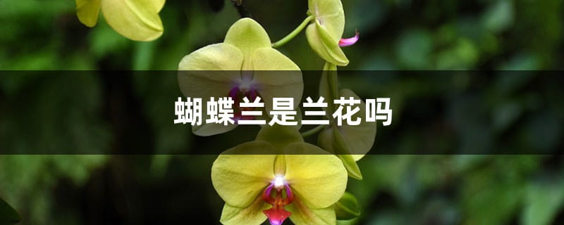 蝴蝶兰是兰花吗,蝴蝶兰是多年生植物吗 蝴蝶兰是兰花吗