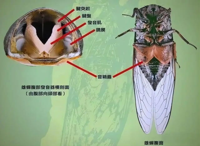 蝉的一生