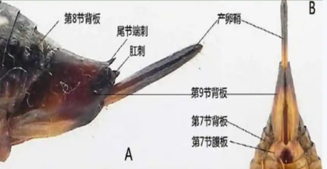 蝉的一生