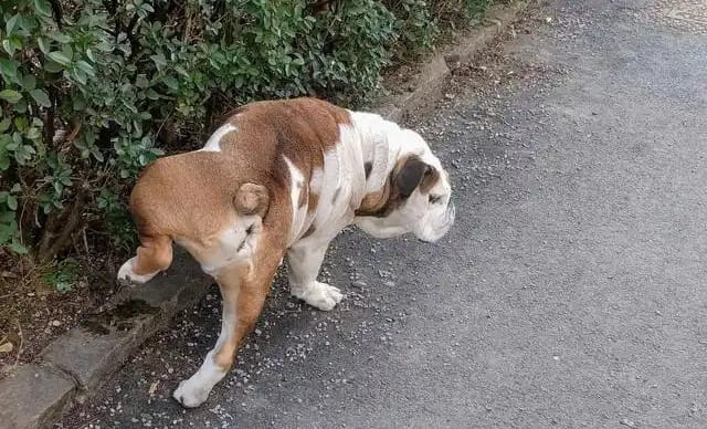 狗尿臭是什么原因