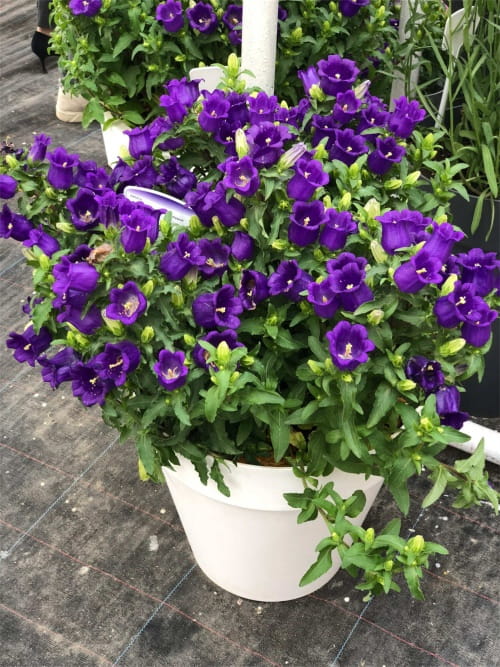 风铃草的花语