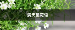 满天星的花语和寓意