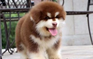 狗狗不吃饭没精神怎么办