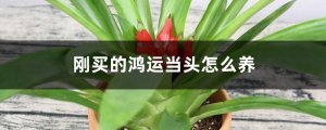 刚买的鸿运当头花怎么养，怎么浇水