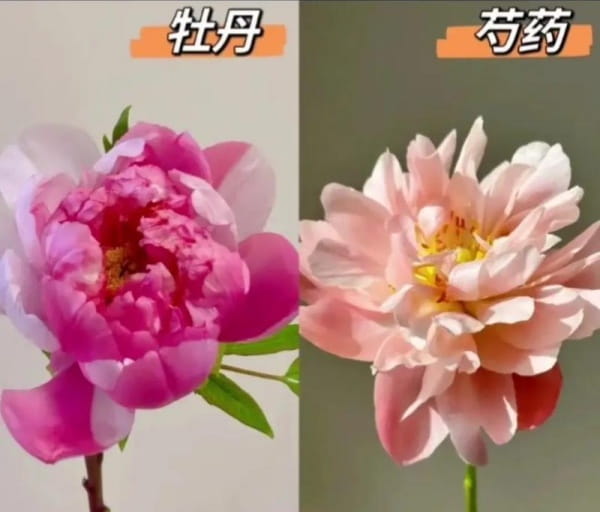 牡丹和芍药的区别