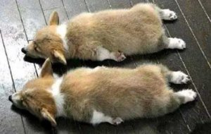 狗看见人一直叫是为什么