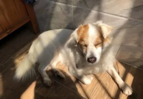狗狗嗜睡不爱动没精神是怎么回事