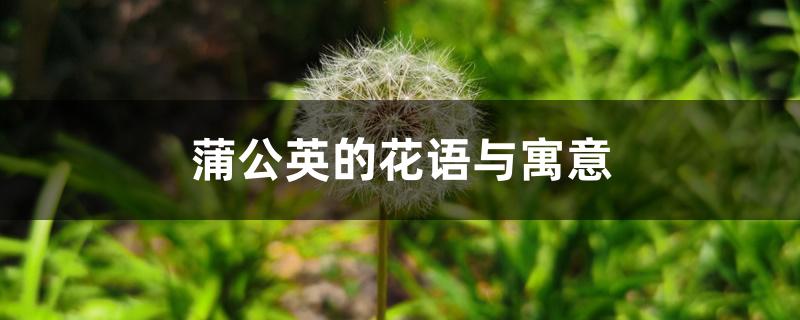 蒲公英的花语与寓意