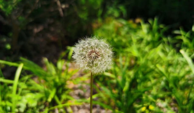 蒲公英的花语与寓意