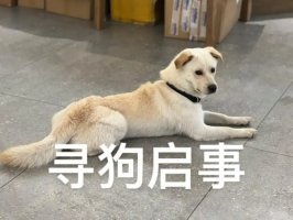 狗狗被别人抱走了怎样才能找到