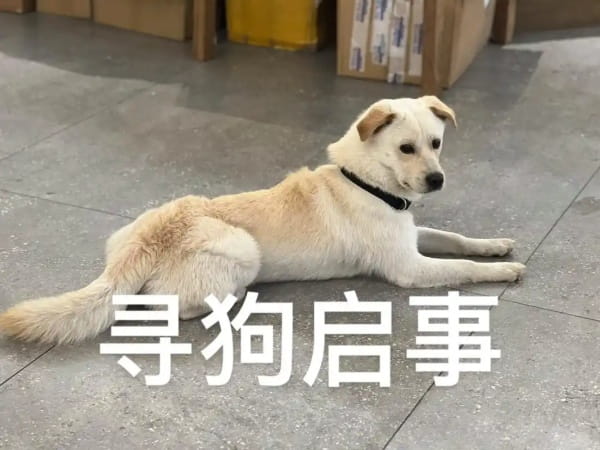 狗狗被别人抱走了怎样才能找到