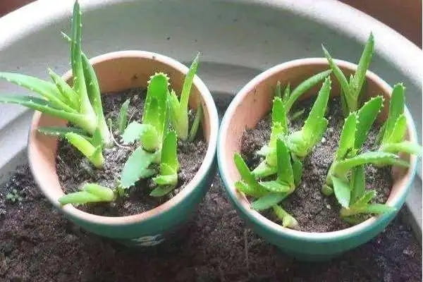 芦荟怎么养扦插