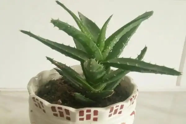 芦荟怎么养扦插