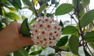 球兰的作用