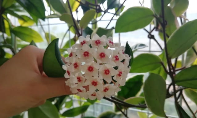 球兰的作用