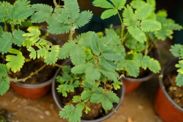 含羞草怎么种