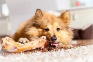 狗被骨头卡住喉咙怎么办