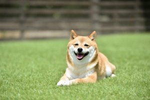 狗软便的原因是什么