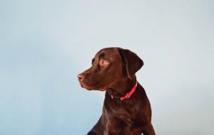 狗狗总是流眼泪原因