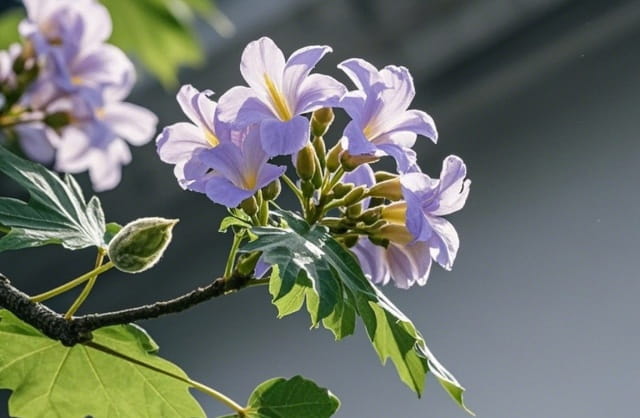 梧桐树会开花吗