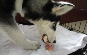 狗一周吃几个鸡肝