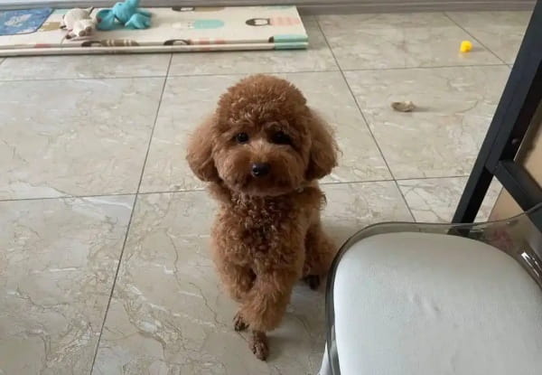 狗狗低吼是什么意思