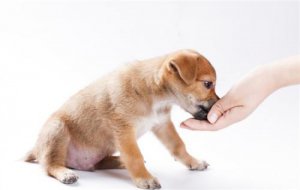 狗狗偶尔喝一次纯牛奶没事吗