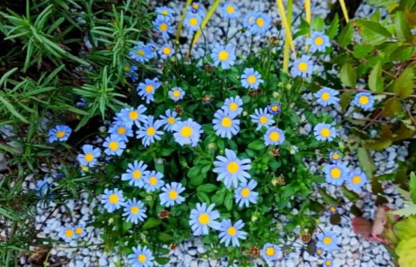 蓝色雏菊的花语和寓意