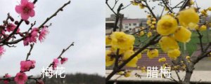 梅花和腊梅的区别，分别怎么养护