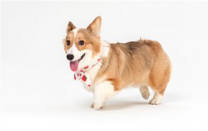 狗狗为什么不能一天喂三次饭呢？