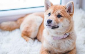 母犬不喂奶？新手狗妈妈必看喂养指南