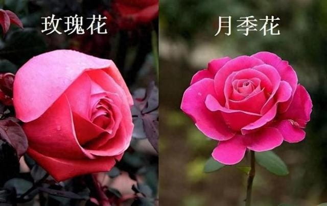 月季和玫瑰的区别