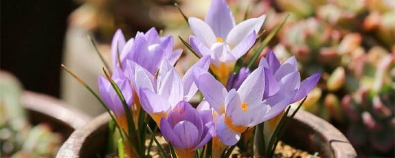 番红花开完花后怎么办