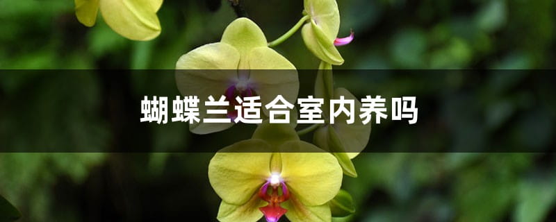 蝴蝶兰适合室内养吗,如何养护长的好 蝴蝶兰适合室内养吗,如何养护长的好