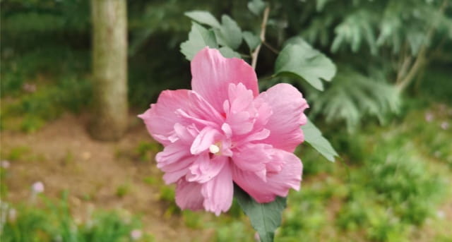 木菊花的养殖方法和注意事项