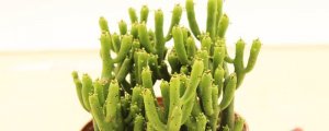 光棍树为什么会蔫了