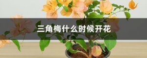 三角梅什么时候开花