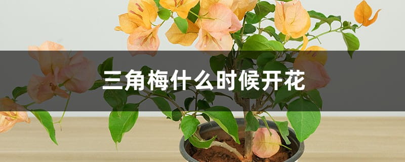 三角梅什么时候开花(花期介绍) 三角梅什么时候开花
