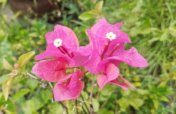 三角梅什么时候开花
