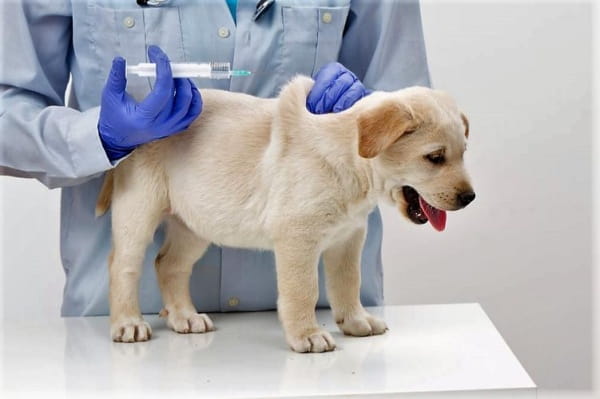 小狗狂犬疫苗什么时间打