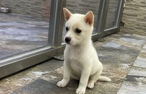 小狗打喷嚏是怎么回事