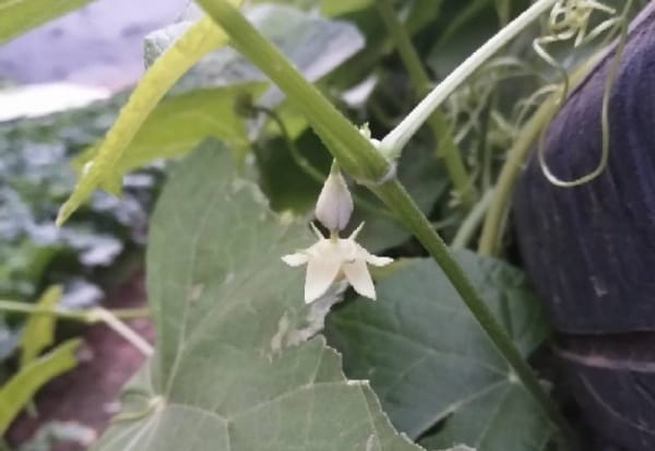 佛手瓜几月份开花结果