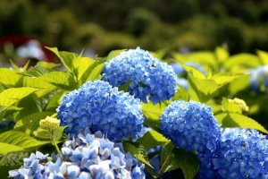 绣球花浇醋可以变成蓝色吗