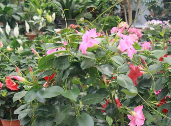 飘香藤种植养护技巧