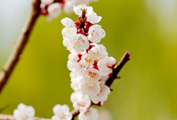 杏树什么时候开花