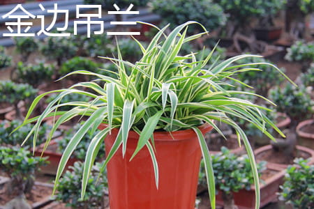 金边吊兰 金边吊兰