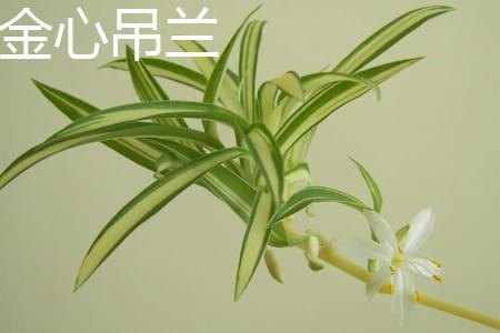 金心吊兰 金心吊兰
